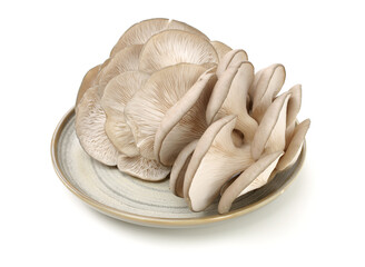 Wall Mural - oyster mushroom on white background	