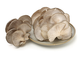 Wall Mural - oyster mushroom on white background