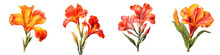Canna Lily  Flower Hyperrealistic Highly Detailed Isolated On Plain White Background