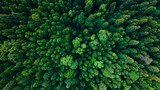 Fototapeta Na ścianę - Aerial / Drone view of the forest