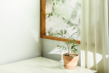 Wall Mural - A comfortable room where warm afternoon sunlight
comes in through a window with a view of tree leaves