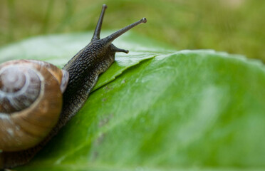 Wall Mural - closeup of a snail on a green leaf