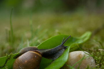 Wall Mural - snail twisting along a small leaf in the garden