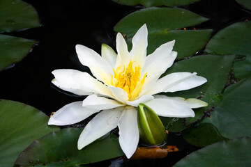 white water lily