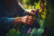 Generative AI elderly woman farmer vintner harvests red grapes. Vineyard at sunset in autumn. Ripe delicious grapes. The concept of harvesting and small business. Hands with wrinkles close-up.