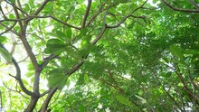 A Footage From Under Of Treetops Of The Frangipani Trees Or Commonly Called Kalachuchi, Famous For Its Lovely White Or Pinkish Smooth Flowers, Other Trees Are Also Revealed Around.