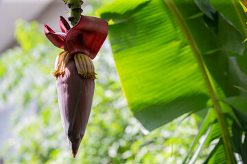 Sticker - Banana blossom on a tree in the garden, Thailand.