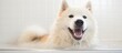 White Akita Inu dog with funny face bathing in tub focused
