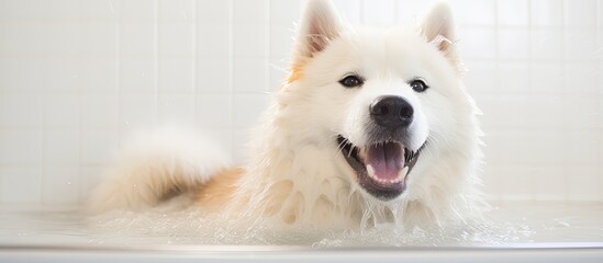 Poster - White Akita Inu dog with funny face bathing in tub focused