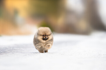 Wall Mural - pomeranian spitz puppy running outdoors in winter