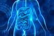 Human digestive system anatomy on blue color background. 3d illustration..