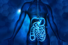 Human Digestive System Anatomy Blue Background. 3d Illustration.