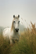Pasture equine horse portrait mammal beauty nature field animal farm