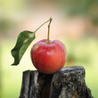 Crabapple with leaf attached on a stump.