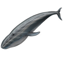 Blue Whale, Balaenoptera Musculus, Balaenopteridae, B. M. Brevicauda, Balaenoptera, Chordata 
