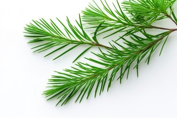 Wall Mural - needle-free pine branches on a light surface