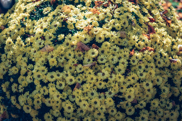 Wall Mural - yellow chrysanthemum flowers  bunch in pot background