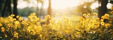 Soft Focus Sunset Field Landscape Of Yellow Flowers And Grass Meadow Warm During Golden Hour Sunset Or Sunrise Abstract Background