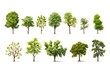 Different trees illustration