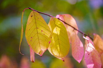 Colorful autumn leaves detail on background