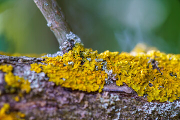 Yellow moss and fungus parasite on a tree branch.