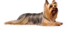 Yorkshire Terrier On White Background With Show Coat