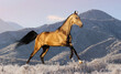 horse in the snow, a dun, Baskin stallion gallops across a snow-covered field on frost against the backdrop of mountains