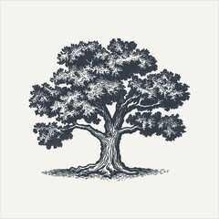 Wall Mural - Oak tree. Vintage woodcut engraving style vector illustration.