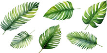 Set Of Watercolor Palm Leaves On Transparent Background