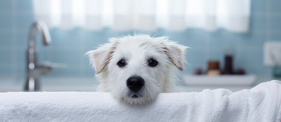 Sticker - Gorgeous dog with a towel on its face in a bathroom