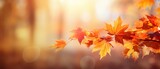 Fototapeta Natura - Autumn's Delight: Beautiful Close-Up of Orange Maple Leaf in Natural Park with Soft Sunlight and Soft Focus