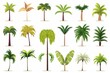 Flat design vector palm tree icon set. Popular palm tree collection. Exotic palm tree set in flat design. Vector illustration