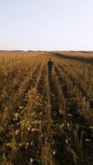 Wall Mural - Young farmer walking in a soy field examining crop before harvest.