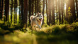 Siberian_husky_portrait_in_the_forest