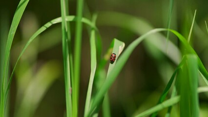 Wall Mural - A ladybird on a long bit of gree grass in a breeze of wind