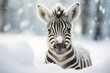 a zebra playing in the snow