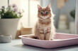 The cat goes to the toilet in a tray with filler.