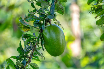 Calabash Tree, Crescentia cujete with big green fruit which can be used for musical instrument maracas, rumba shaker or chac-chac. Central Nicoya peninsula, Costa Rica