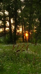 Wall Mural - Sunset in summer forest, timelapse. Vertical video