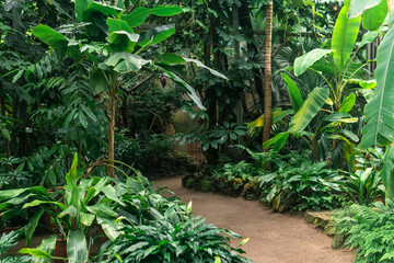 Wall Mural - interior of a large greenhouse with tropical plants