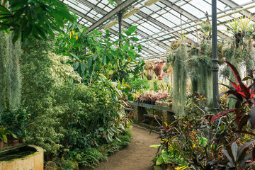 Wall Mural - interior of a large greenhouse with a collection of tropical plants