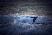 Great Cormorant Or Phalacrocorax Carbo Bird Flying Near The Sea Waves During Sunrise And Splashing Waves