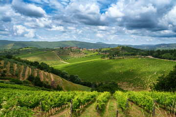 Wall Mural - Vineyards of Chianti near Gaiole, Siena province