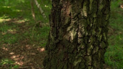 Wall Mural - Dappled light on the rustic bark of an old silver birch tree