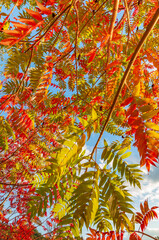 Canvas Print - Autumn leaves background