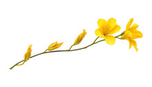 Yellow Flower Isolated On Transparent Background Cutout