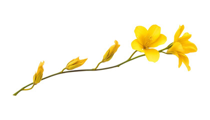 Wall Mural - yellow flower isolated on transparent background cutout