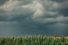 Corn Crops On Field Under Storm Clouds