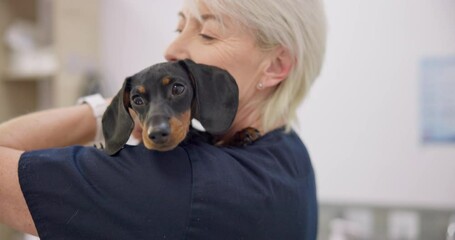 Sticker - Love, smile and puppy with an old woman vet in an animal clinic for healthcare or treatment. Smile, hug and a happy senior medicine professional working with a small dog as a medical veterinarian