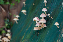 Tiny Mushrooms Growing On A Green Background. White Small Mushrooms Cluster